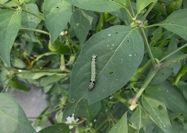 杀虫最强的配方,杀虫最好的药方
