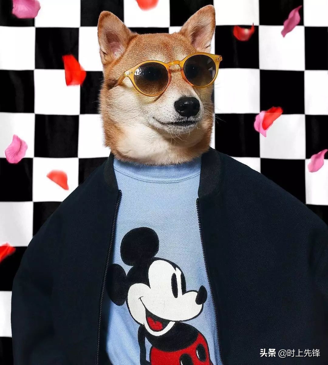 当狗狗穿上服装有多帅,当狗狗照镜子后发现自己是一只狗