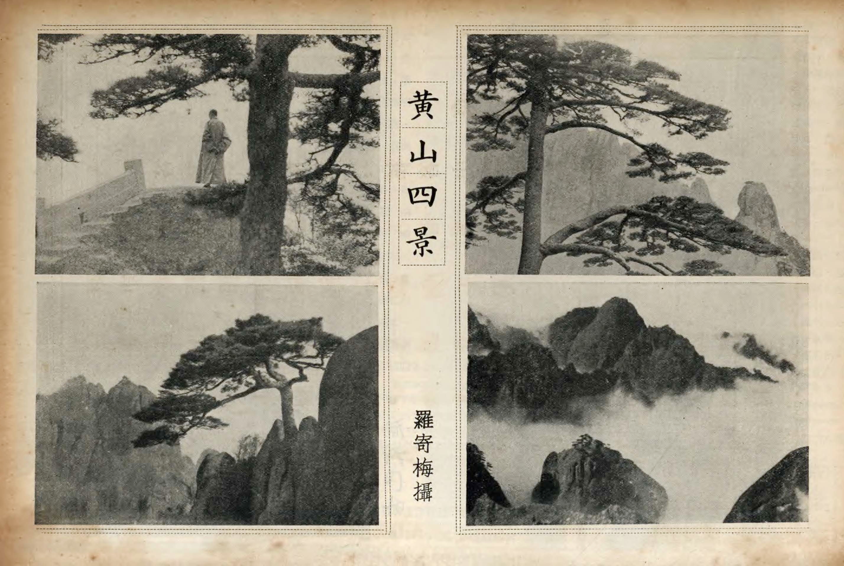 贵宾迎客松的真假辨别方法,黄山迎客松真假