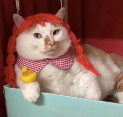 可可爱爱的猫狗,可可爱爱的流浪猫咪