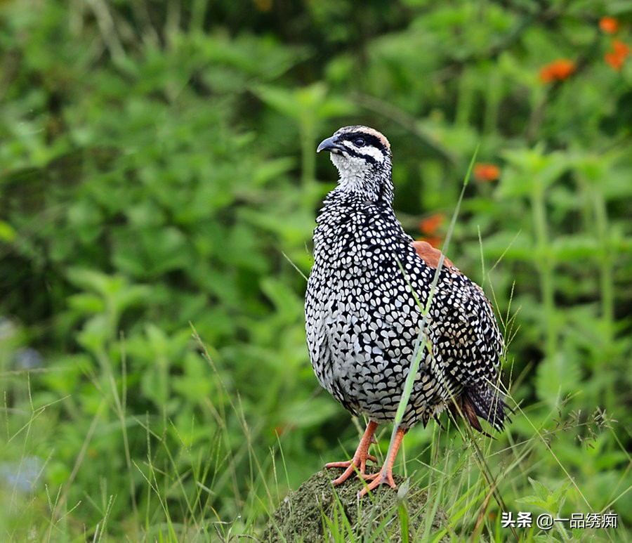 鸟类名字生僻字,带有鸟字的生僻字