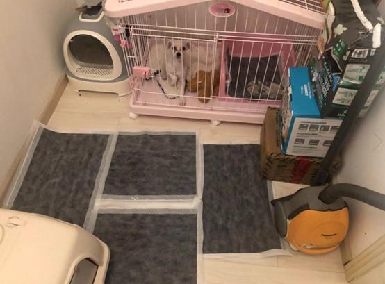 小狗狗护窝最佳处理方法,小狗刚到家笼子怎么布置