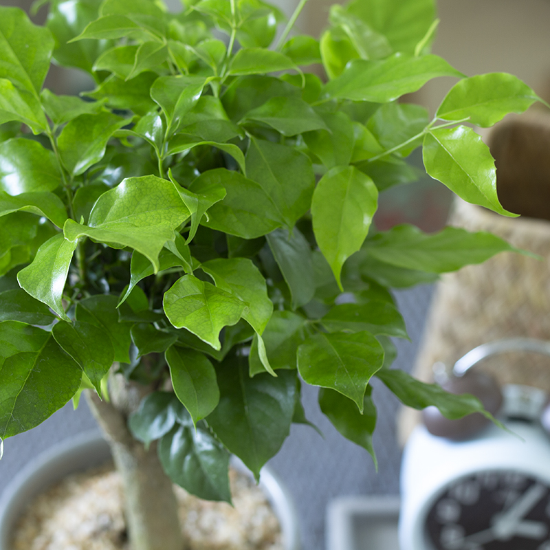 幸福树怎么能长得快又茂盛,幸福树多久从小苗养成老桩