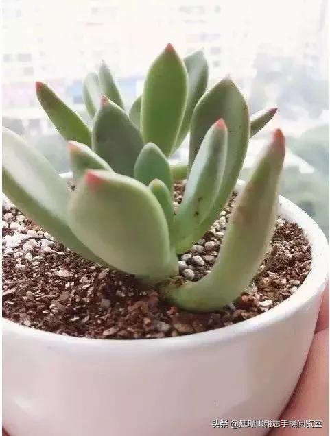 365种多肉图谱大全,365种鲜花图册大全