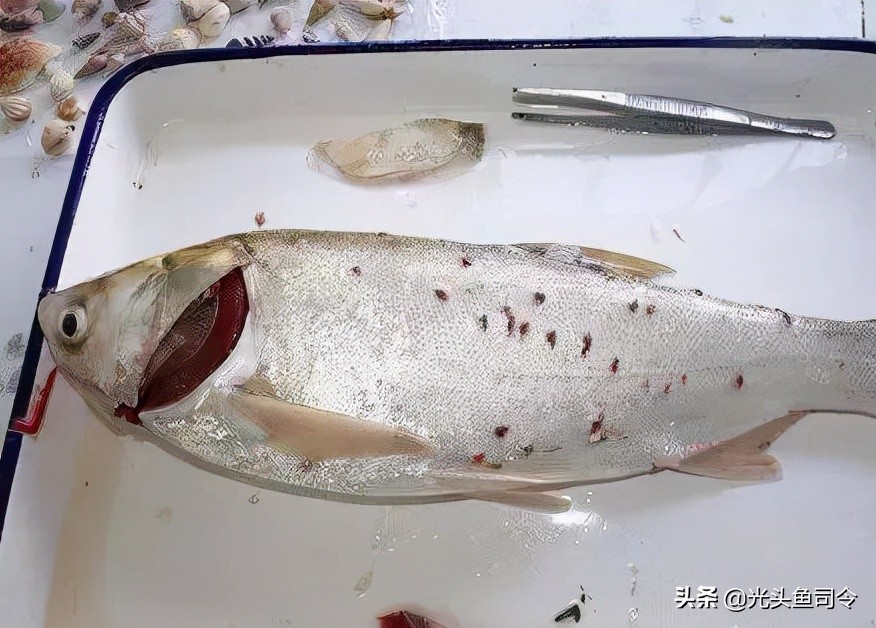 常见几种鱼体寄生虫,鱼类身上肉眼可见的寄生虫