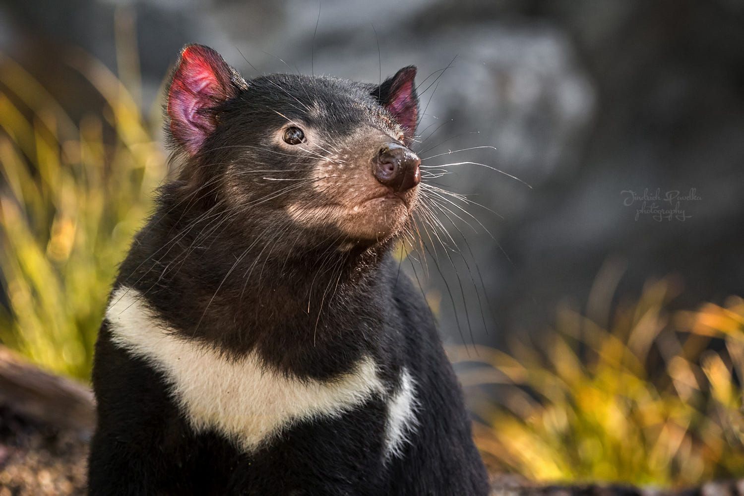 放生企鹅被海豹吃了,企鹅濒临灭绝