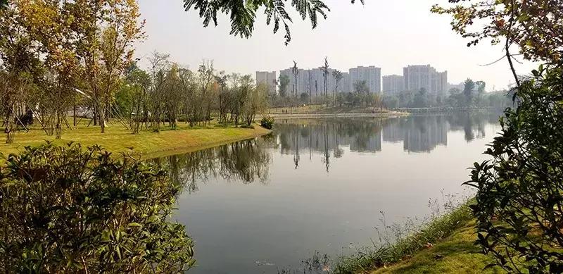 双流区城市森林公园,你生活的城市什么样