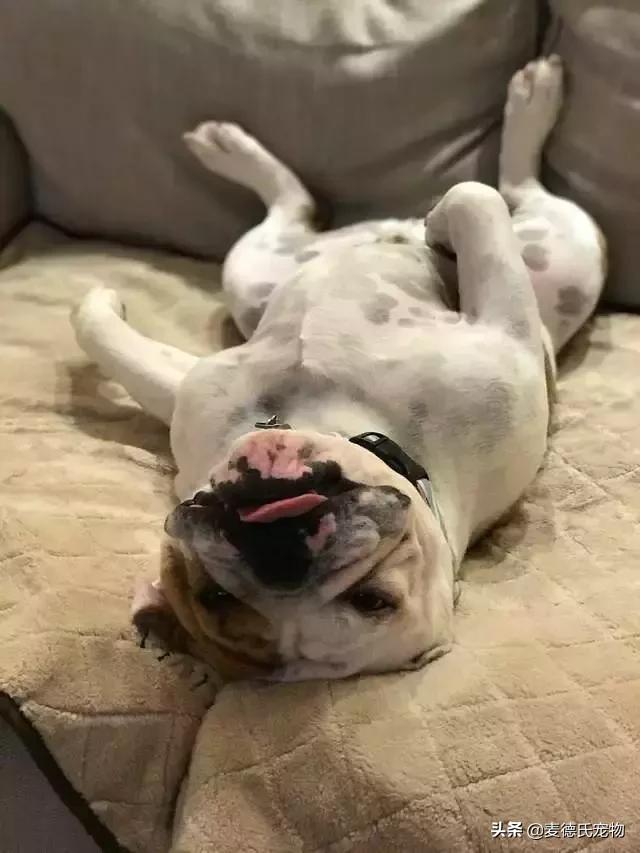 英斗不爱动正常吗,英斗懒得不想出门