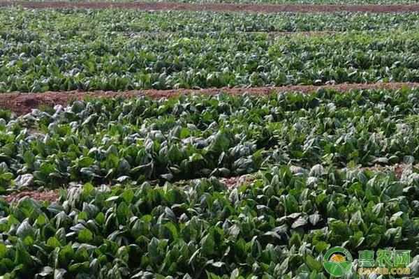 菠菜黄叶是什么原因如何解决,菠菜黄叶黑根是什么病