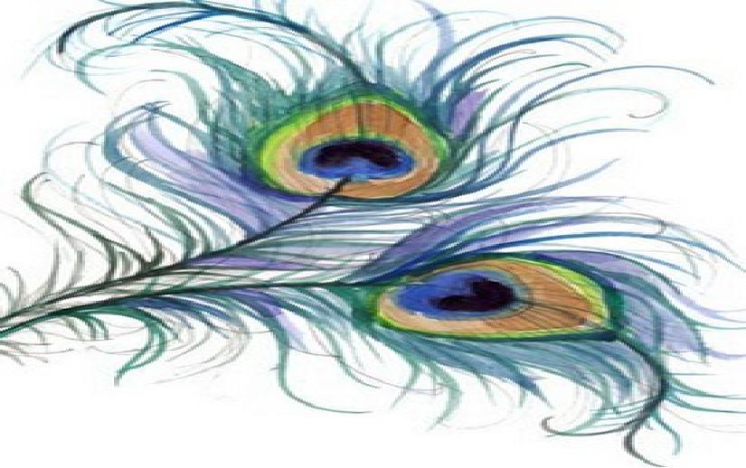 孔雀线描小学生一等奖画大全,黑色卡纸高光笔线描创意画孔雀