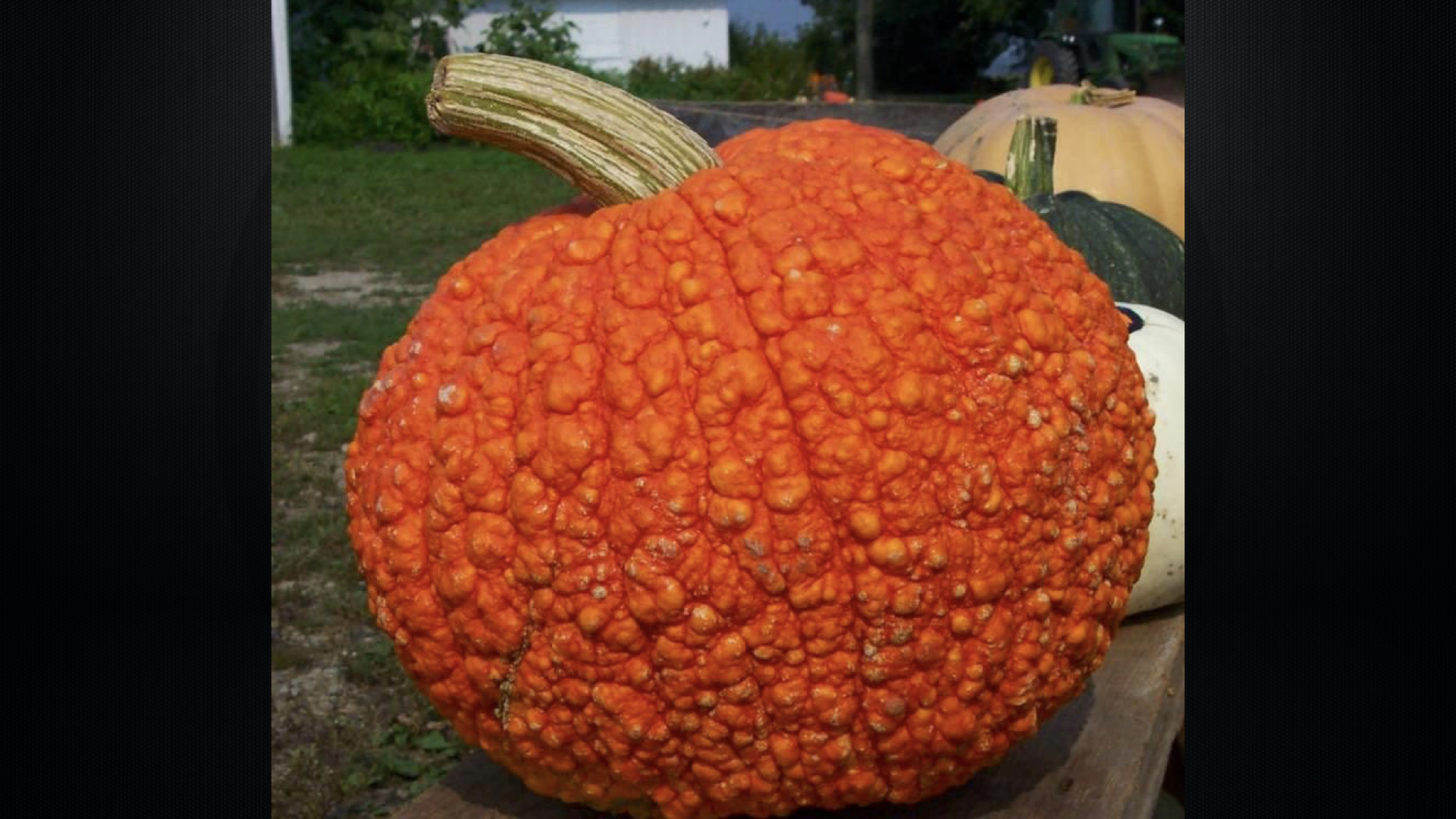 全球五到八年致命病毒,全球致命病毒以及致死人数