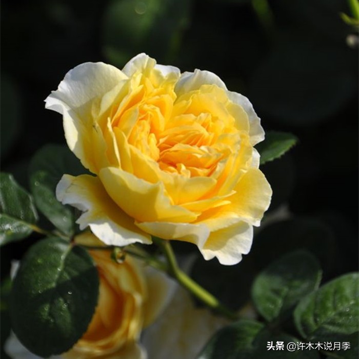 月季常见4种病,月季黑杆病怎么处理