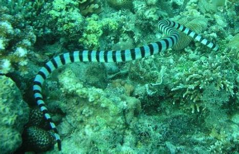 有毒蛇标志,有毒蛇的视频