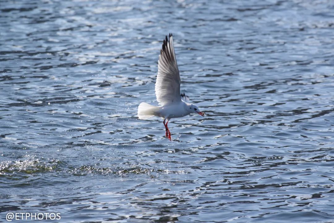 目前在售最划算的全画幅单反,最值得买的全画幅单反相机
