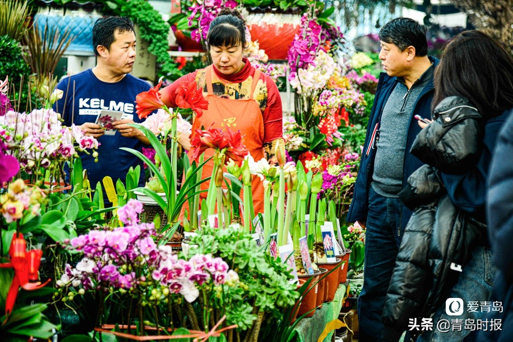 青岛人每年过年必逛！枯桃花卉市场多彩蝴蝶兰贺新春