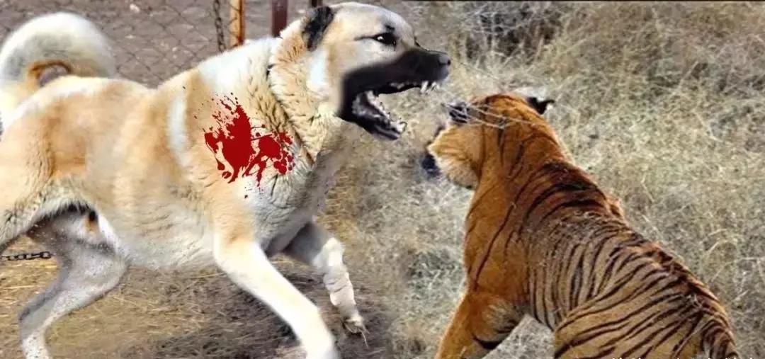 几只猛犬能打败一只老虎,能打败老虎的猛犬