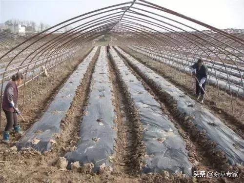 葡萄园杂草可以用氰氟草酯吗,葡萄园杂草用什么除草剂最好