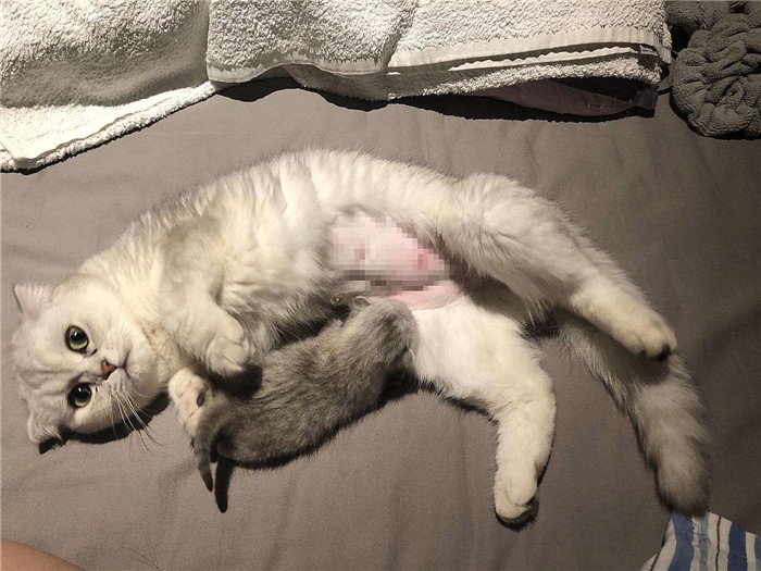 猫咪生下来第一天,猫咪生的第一窝小猫一定不能留吗