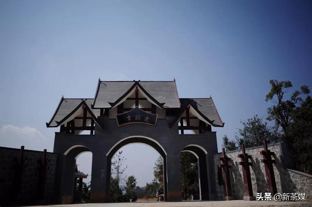 真正的老班章古树茶怎么泡,班章老树茶如何辨别真假