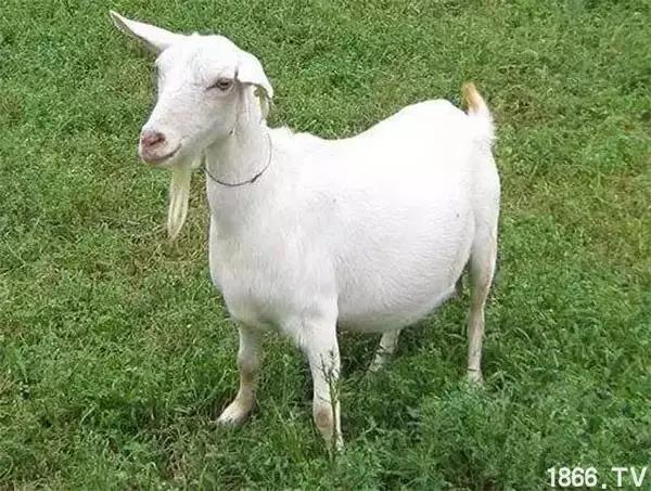 最厉害的10种羊,最好的种羊是什么品种呢