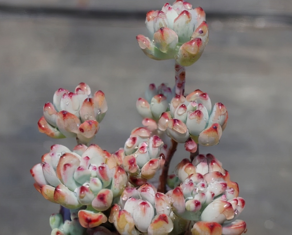 10种多肉天生爱徒长，不能“宠”着养，虐一虐才漂亮