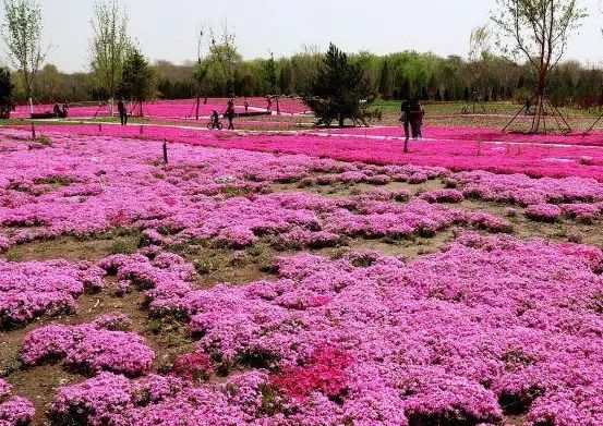 附近免费景点踏青网红打卡地,北京周边的四季花海