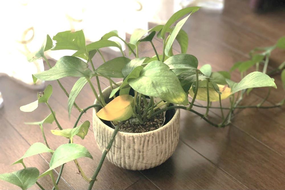 绿萝喜阴还是喜阳光好养些,绿萝喜阳还是喜阴喜干还是喜湿