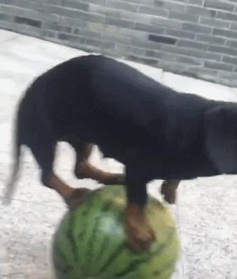 养纯种还是混血狗,养纯种狗