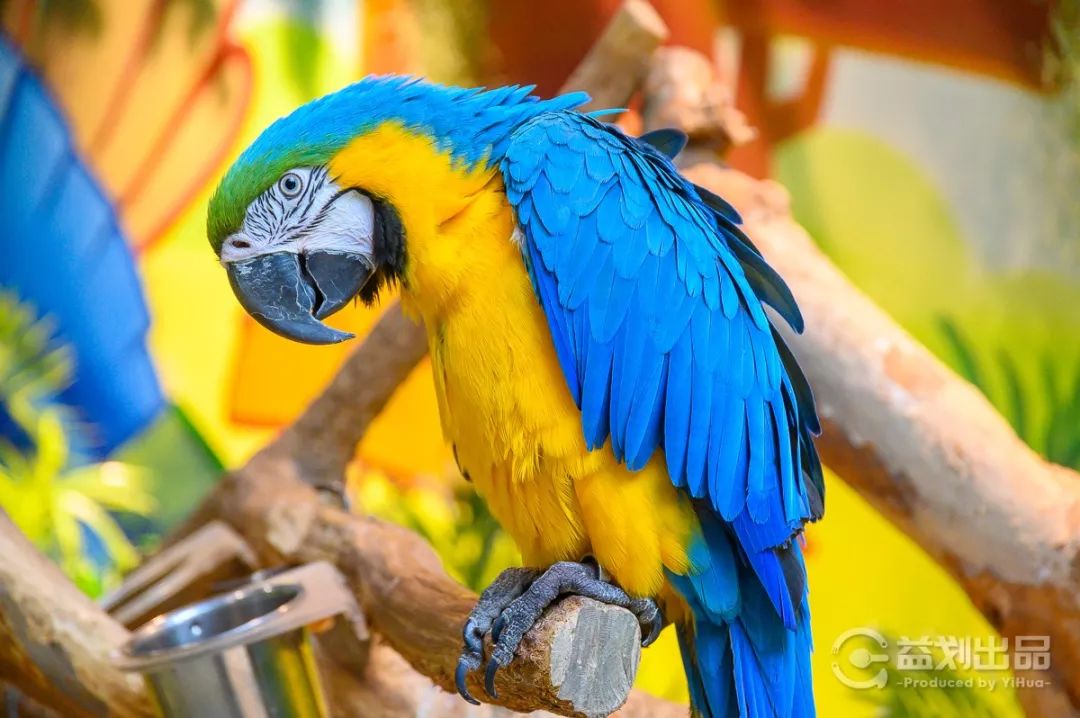 大连么么哒动物园 (大连小众动物园)