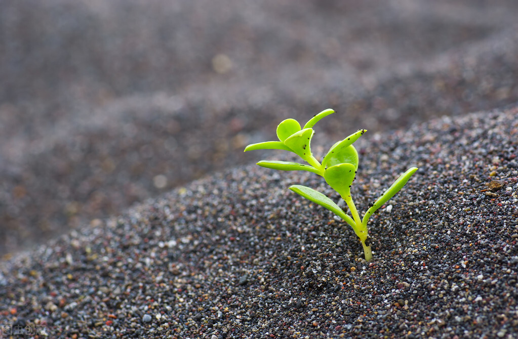 本性善良的人晚熟,善良的人老是晚熟