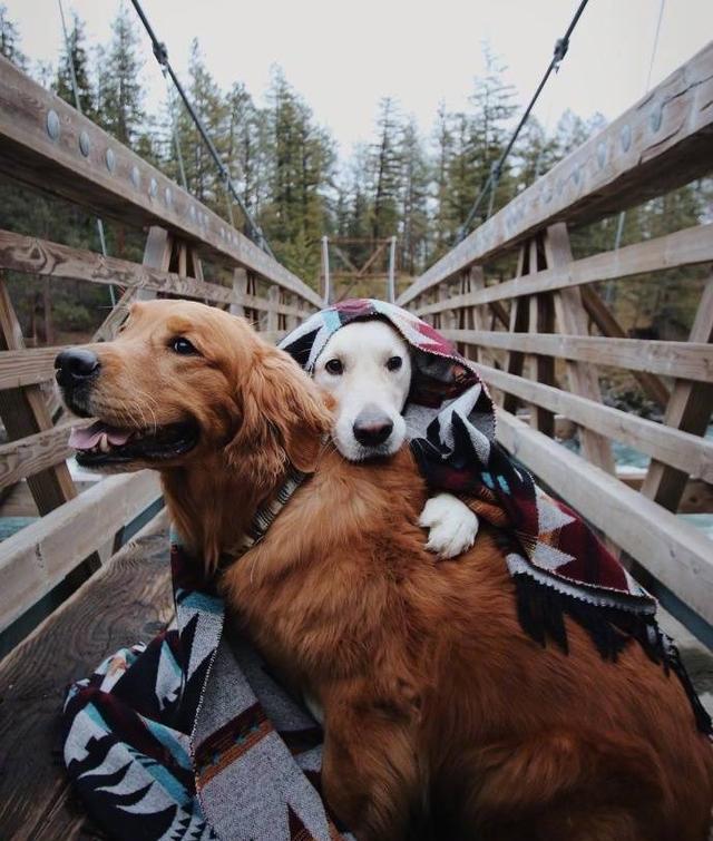 狗狗交配后竟转头就跑？背后真相有这些