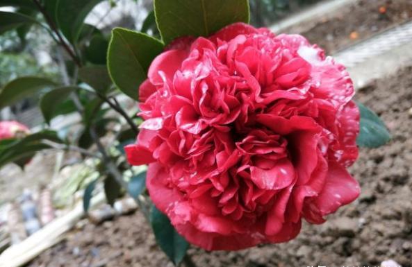 手把手教你养茶花,小花匠养茶花