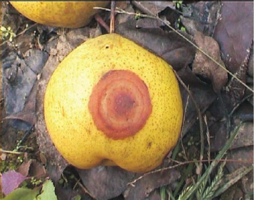 梨锈病防治方法,梨疫病与黑斑病打什么药