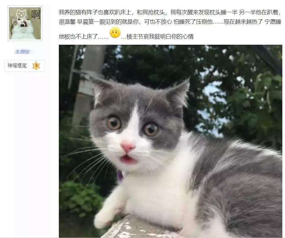 小猫和人一起睡觉有哪些危害,猫跟人一起睡会被压死吗