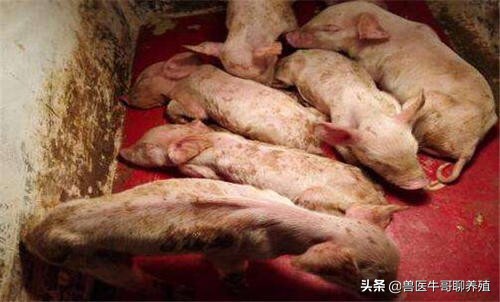 小猪出生第二天就拉稀脱水死亡,出生5天的小猪仔拉稀喘怎么治疗