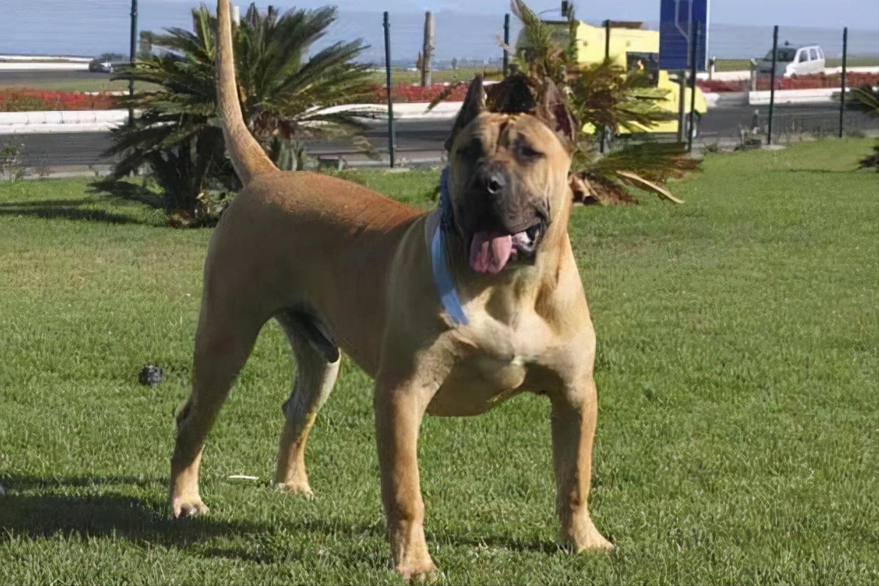 加纳利犬十大猛犬,加纳利犬真的是杀人犬吗