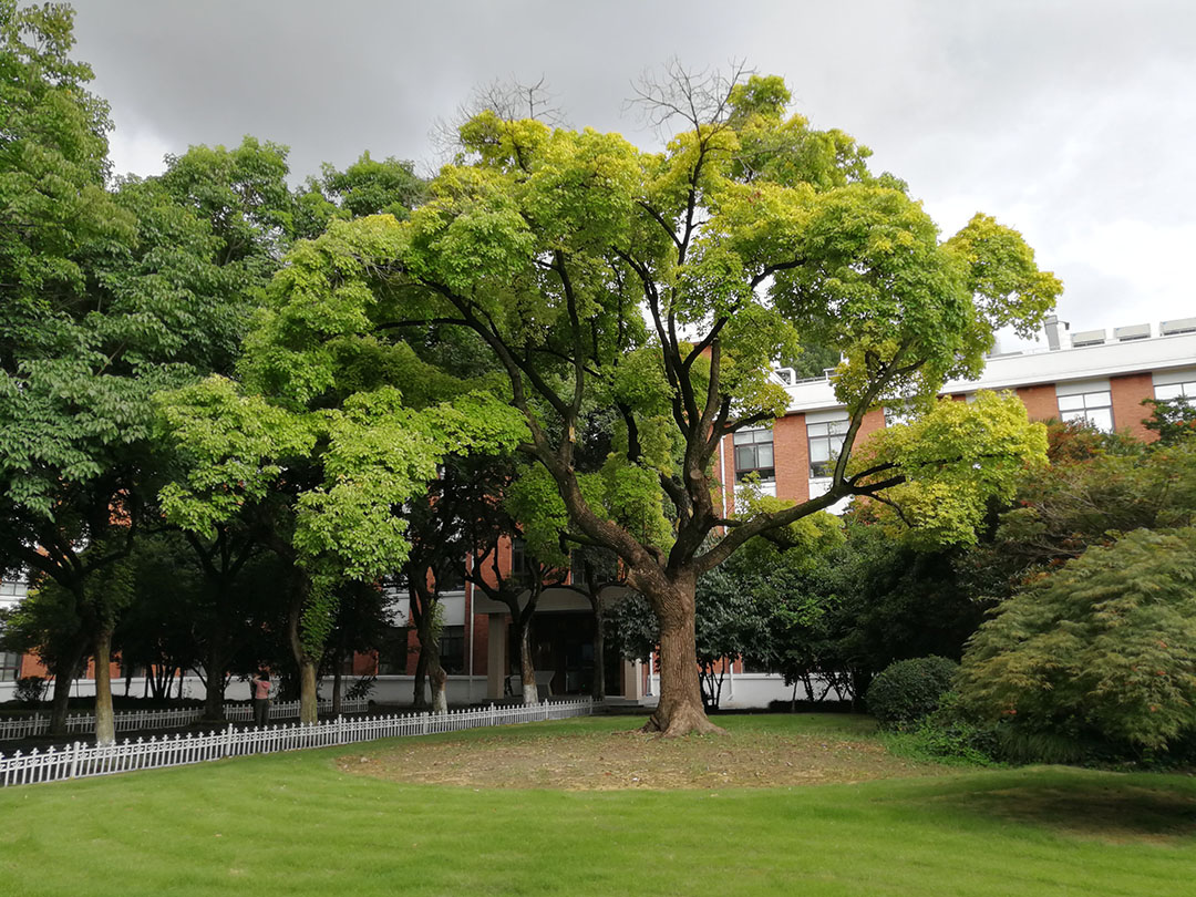 深圳人看上海,深圳人眼中的深圳大学