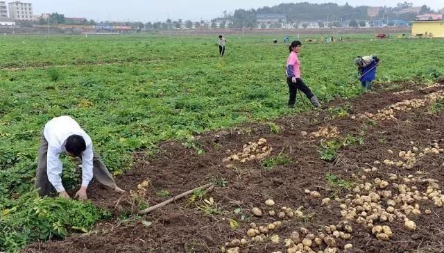马铃薯产量不理想?照着几点来控旺,产量提高三、四成!