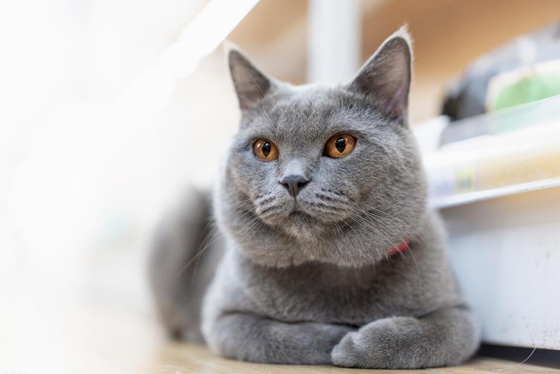 适合男生养的帅气的猫,最适合男生养的宠物猫品种