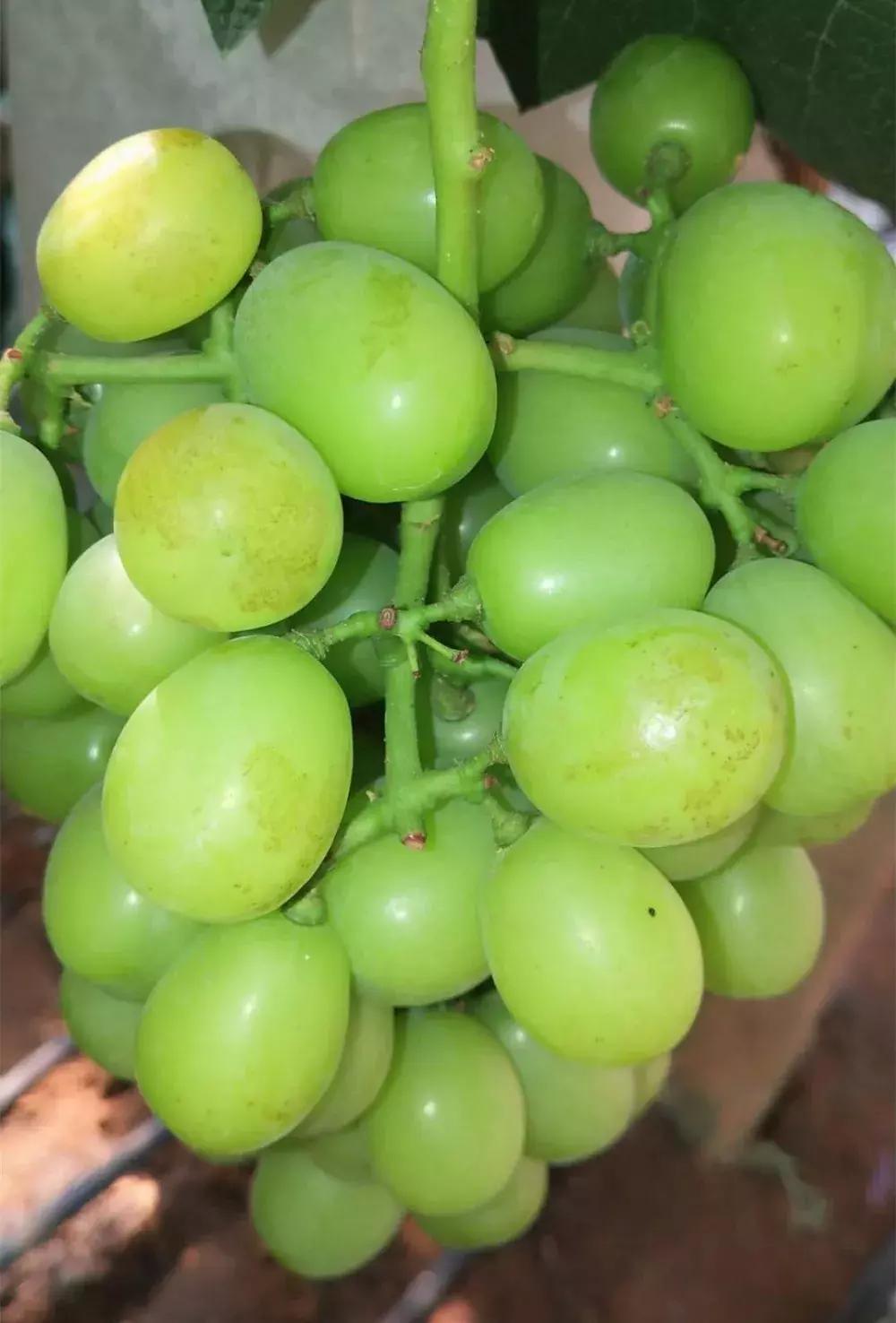 葡萄长锈斑怎么回事,怎样才能防止葡萄烂果