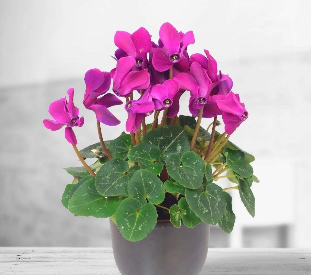 仙客来叶子发黄补救方法,仙客来叶片发黄怎么回事