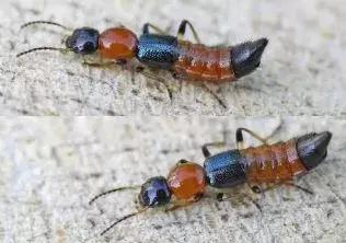 天热有蚊子宝宝怎么办,天热宝宝身上老痒怎么治