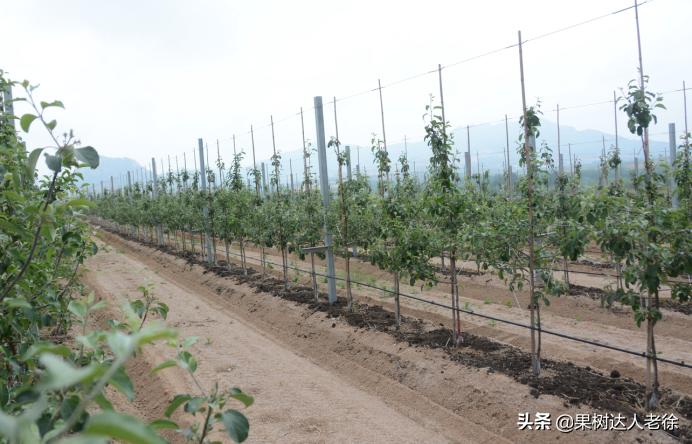 苹果矮化栽培管理,苹果矮化栽培的原理