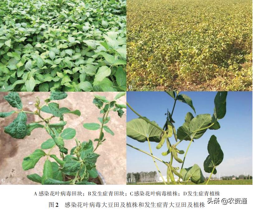 大豆后期六招促早熟及注意事项,大豆高产的十大绝招