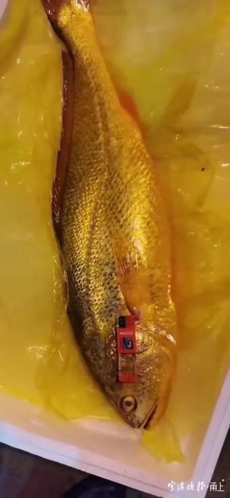 80年代大黄鱼收购价,50斤以上野生大黄鱼大概值多少钱