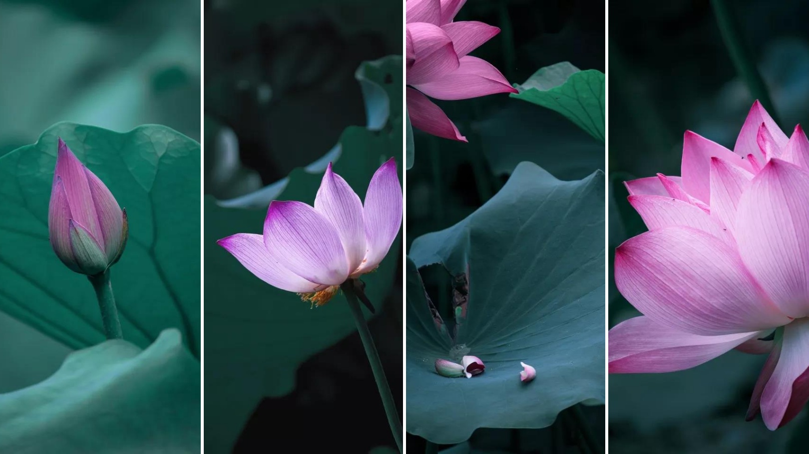 东南大学最美校花,全国公认大学最美校花