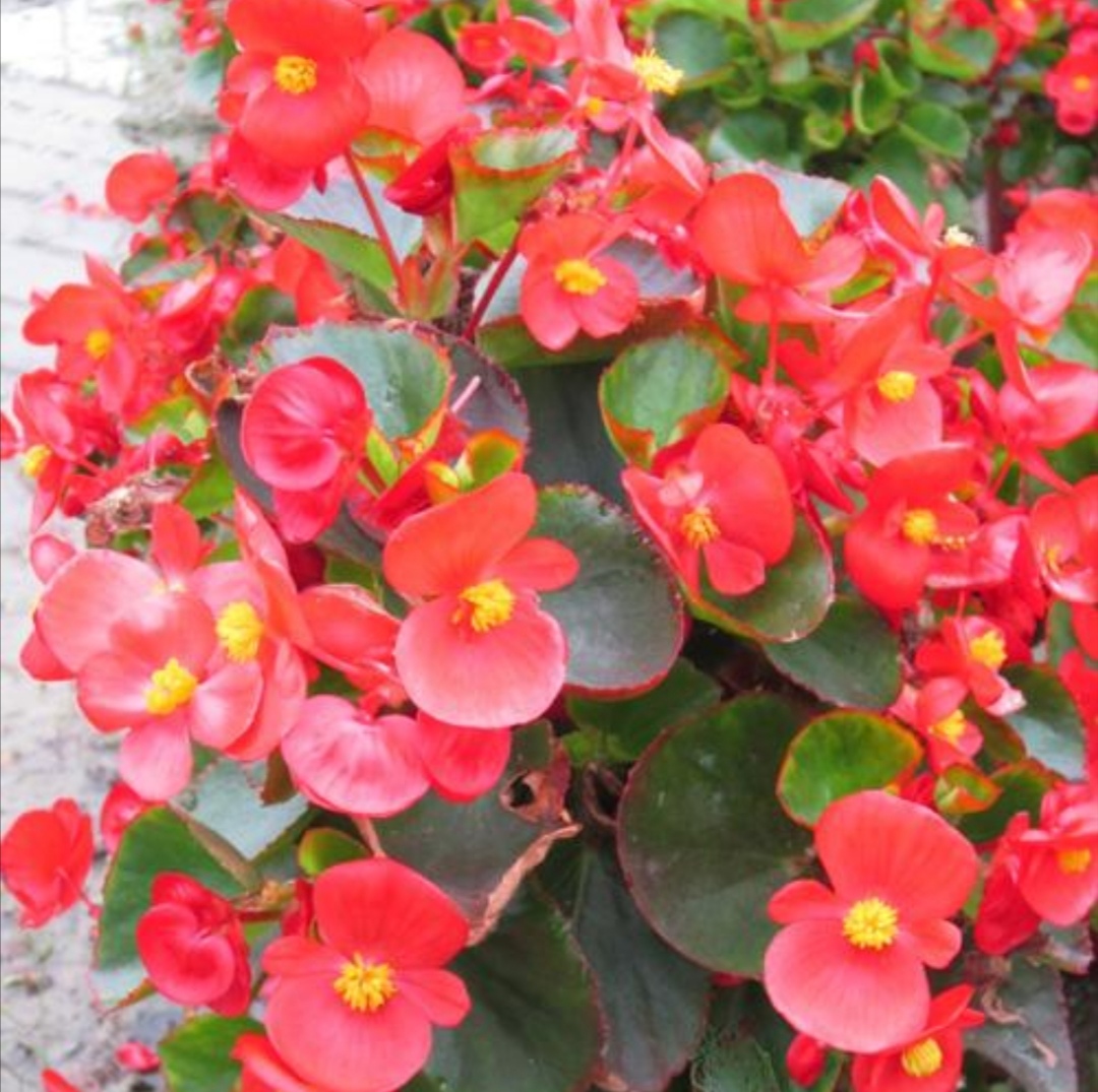 四季海棠开花后怎么处理谢的花,室内宜养的花海棠四季开花吗