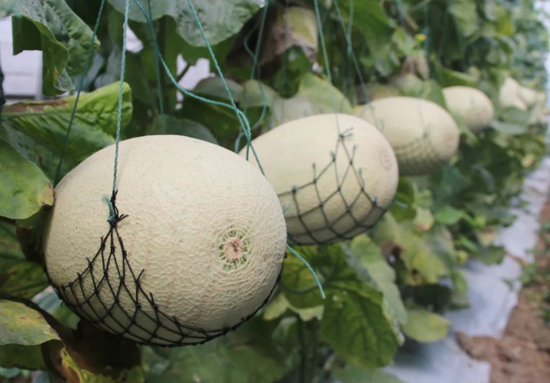 龙虾爱好者集合,虾场钓龙虾的方法和技巧