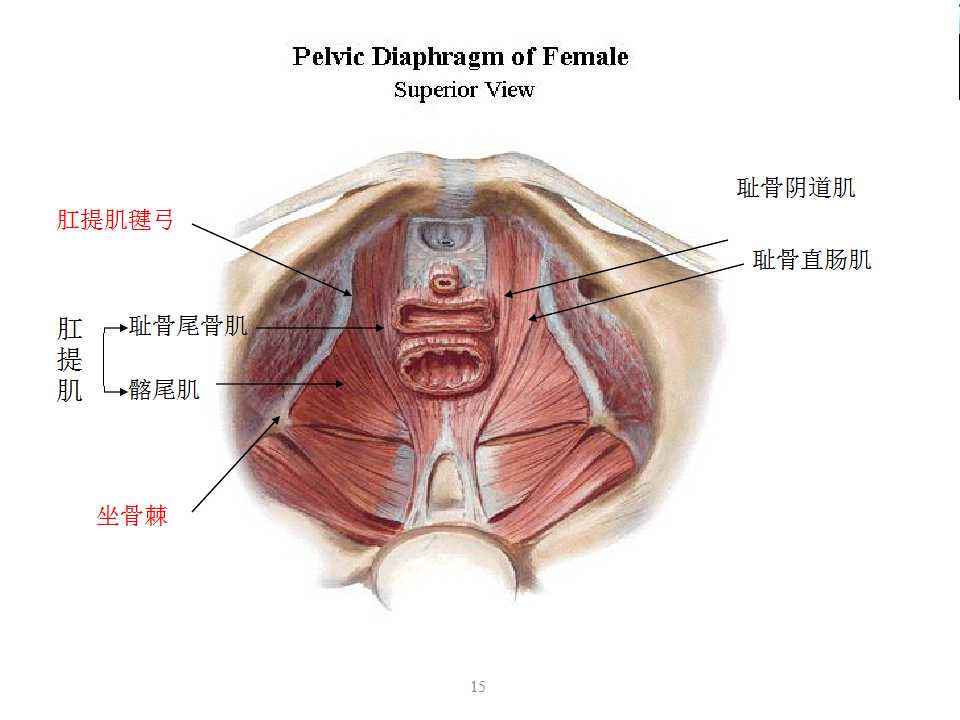 盆底肌松弛可以不管吗,盆底肌松弛不能练横叉吗