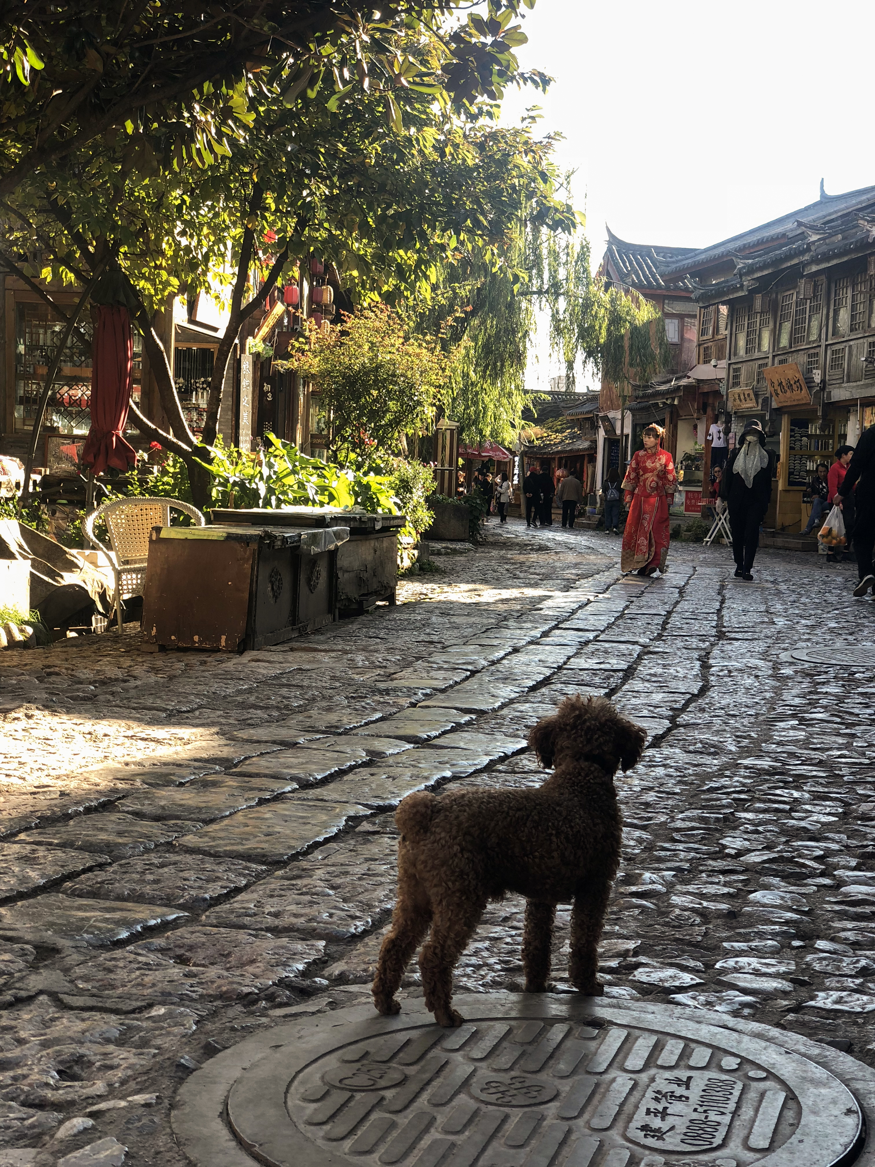 束河古镇民宿雪山下的家,束河古镇住宿看玉龙雪山